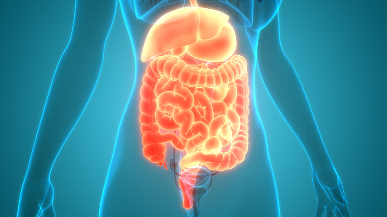 An artistic rendering of a human body with the stomach, liver, and intestines highlighted in a reddish-orange color.