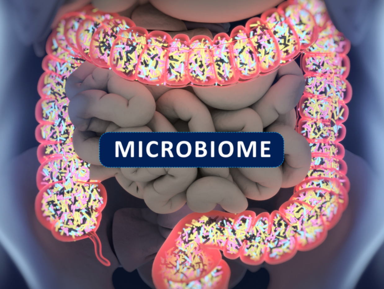 A 3-D illustration of the human intestines with bacteria inside the large intestine with text that reads microbiome.
