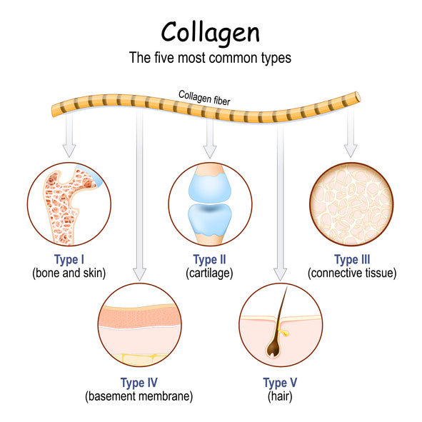 What Does Collagen Do? Uses and Benefits