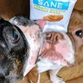 Two dogs with sane products